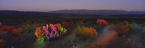 Framed Flowers in a field, Big Bend National Park, Texas, USA Print
