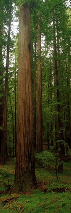 Framed Giant Redwood Trees Ave of the Giants Redwood National Park Northern CA Print