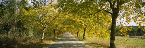 Framed Trees along the road, Portugal Print