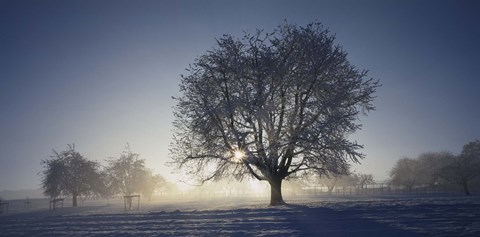 Framed Cherry Tree in Snow, Aargau, Switzerland Print