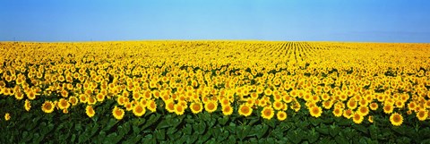 Framed Sunflower Field, North Dakota, USA Print