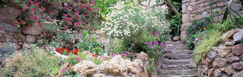 Framed Flowers in a garden, Tossa De Mar, Old town, Costa Brava, Catalonia, Spain Print