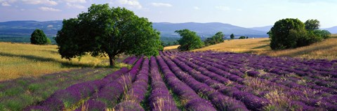 Framed Flowers In Field, Lavender Field, La Drome Provence, France Print