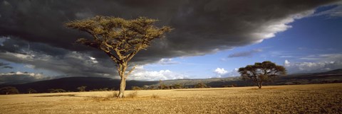 Framed Tree w\storm clouds Tanzania Print