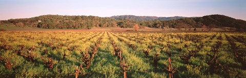 Framed Vineyard in Hopland, California Print