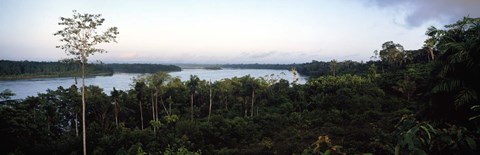 Framed Trees in a forest, Amazon Rainforest, Amazon, Peru Print