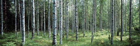 Framed White Birches Aulanko National Park Finland Print