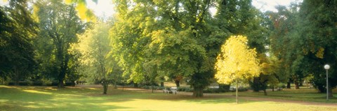 Framed Trees in a park, Wiesbaden, Rhine River, Germany Print