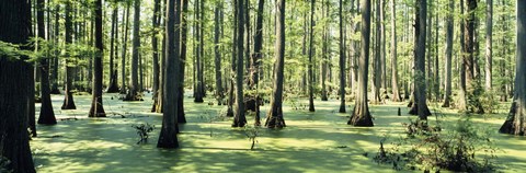 Framed Cypress trees in a forest, Shawnee National Forest, Illinois, USA Print