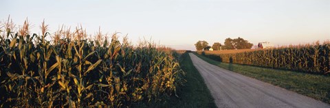 Framed Dirt road passing through fields, Illinois, USA Print