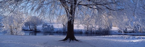 Framed Winter Trees Perkshire Scotland Print
