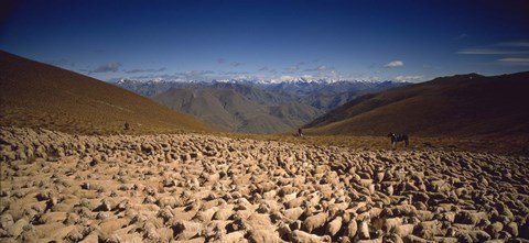 Framed Sheep Otago New Zealand Print