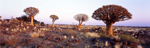 Framed Quiver Trees Namibia Africa Print