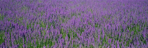 Framed Field Of Lavender, Hokkaido, Japan Print