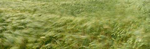 Framed Grain Field In Wind, (Near Lorelei,) Germany Print