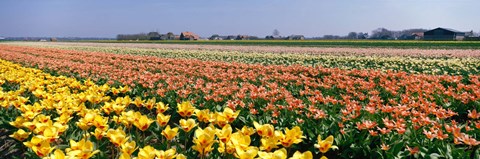 Framed Field Of Flowers, Egmond, Netherlands Print