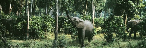 Framed Herd of Elephants Maasai Mara National Park Kenya Africa Print