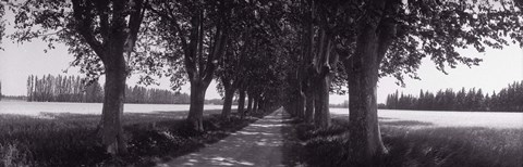 Framed Road Through Trees, Provence, France Print