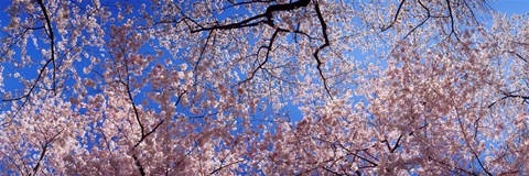 Framed Low angle view of cherry blossom trees, Washington State, USA Print