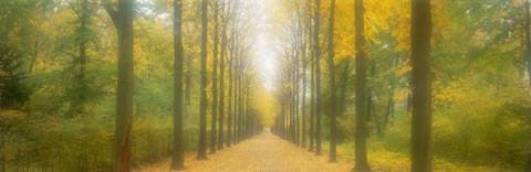Framed Path Schwetzingen Germany Print