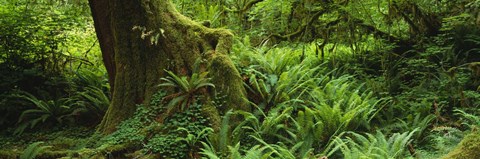 Framed Ferns and vines along a tree with moss on it, Hoh Rainforest, Olympic National Forest, Washington State, USA Print