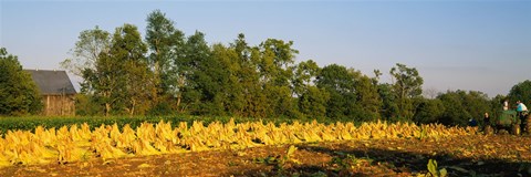 Framed Tractor in a tobacco field, Winchester, Kentucky, USA Print