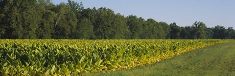 Framed Crop of tobacco in a field, Winchester, Kentucky, USA Print