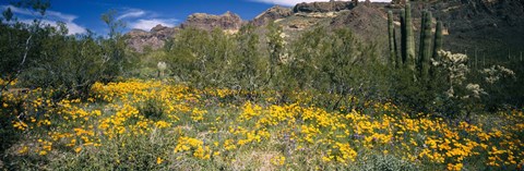 Framed Flowers in a field, Organ Pipe Cactus National Monument, Arizona, USA Print