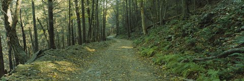 Framed Trees In A National Park, Shenandoah National Park, Virginia, USA Print