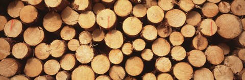 Framed Marked Wood In A Timber Industry, Black Forest, Germany Print