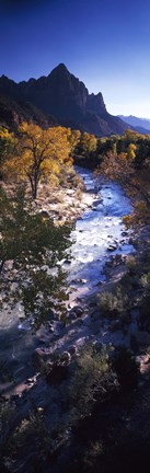 Framed High angle view of a river flowing through a forest, Virgin River, Zion National Park, Utah, USA Print