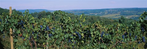 Framed Bunch of grapes in a vineyard, Finger Lakes region, New York State, USA Print