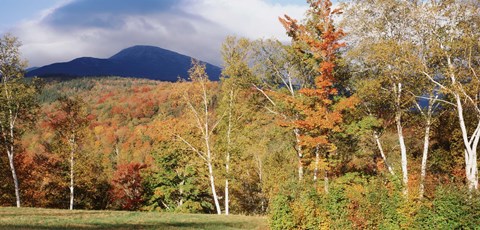 Framed Trees on a field in front of a mountain, Mount Washington, White Mountain National Forest, Bartlett, New Hampshire, USA Print