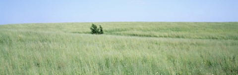 Framed Grass on a field, Prairie Grass, Iowa, USA Print