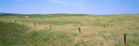 Framed Grass on a field, Cherry County, Nebraska, USA Print