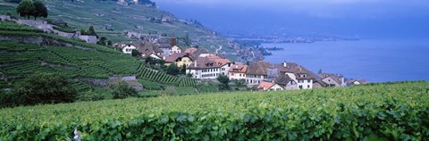 Framed Vineyards, Rivaz, Switzerland Print