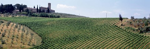 Framed Vineyards and Olive Grove outside San Gimignano Tuscany Italy Print