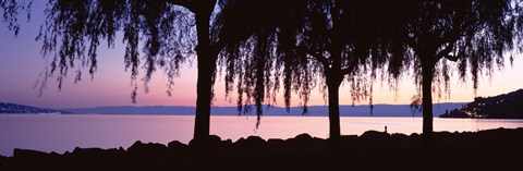 Framed Weeping Willows, Lake Geneva, St Saphorin, Switzerland Print