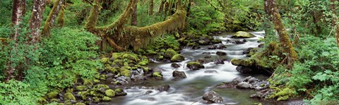 Framed Creek Olympic National Park WA USA Print