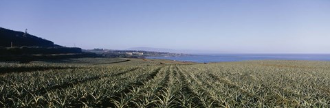 Framed Pineapple field on a landscape, Kapalua, Maui, Hawaii, USA Print