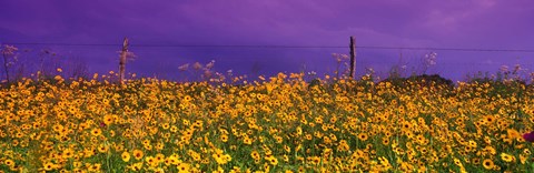 Framed Field Coreopsis Flowers, Texas, USA Print