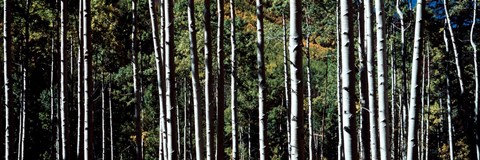 Framed White Aspen Tree Trunks CO USA Print