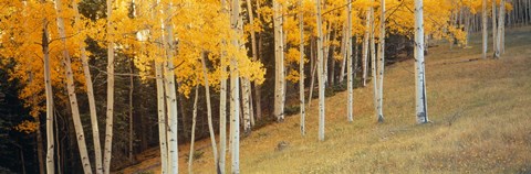 Framed Aspen trees in a field, Ouray County, Colorado, USA Print