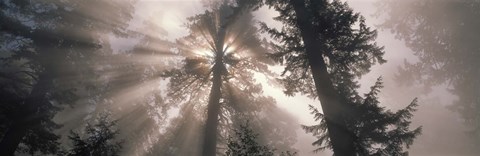 Framed Trees Redwood National Park, California, USA Print
