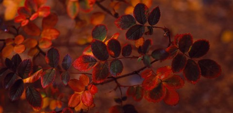Framed Autumn leaves, Colorado, USA Print
