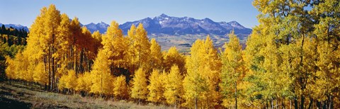 Framed Fall Aspen Trees Telluride CO Print