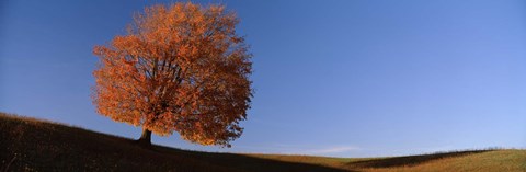 Framed View Of A Lone Tree On A Hill In Fall Print