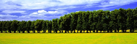 Framed Row Of Trees, Uppland, Sweden Print