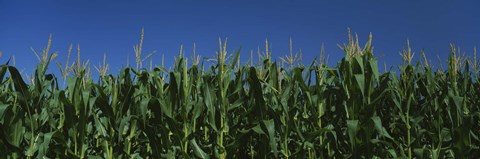 Framed Corn crop in a field, New York State, USA Print