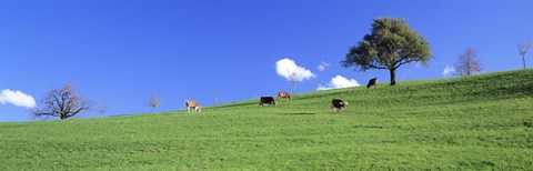 Framed Cows, Canton Zug, Switzerland Print